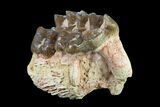 Fossil Horse (Mesohippus) Jaw Section - South Dakota #157473-2